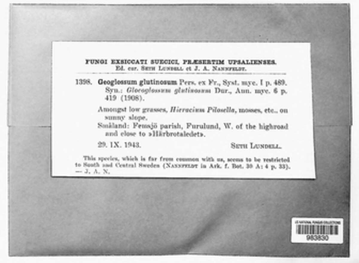 Glutinoglossum glutinosum image